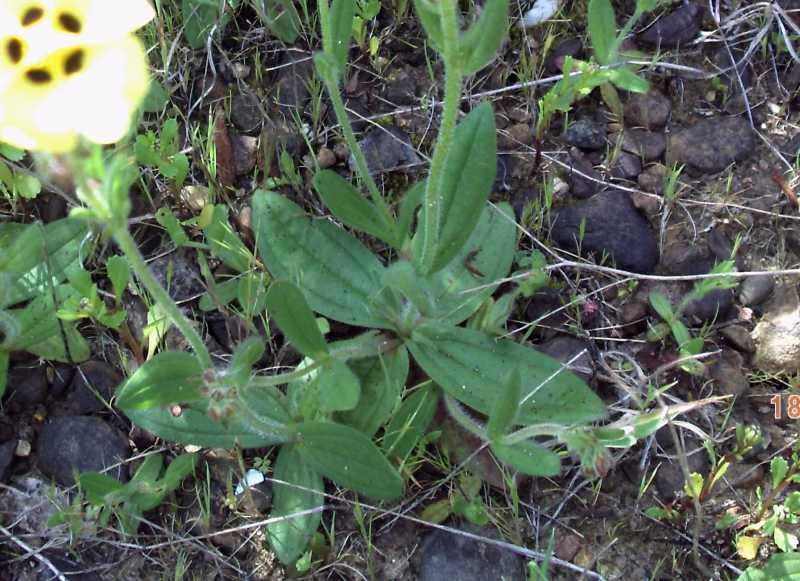 Tuberaria guttata